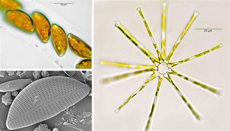 Home | Diatom Flora of Britain and Ireland