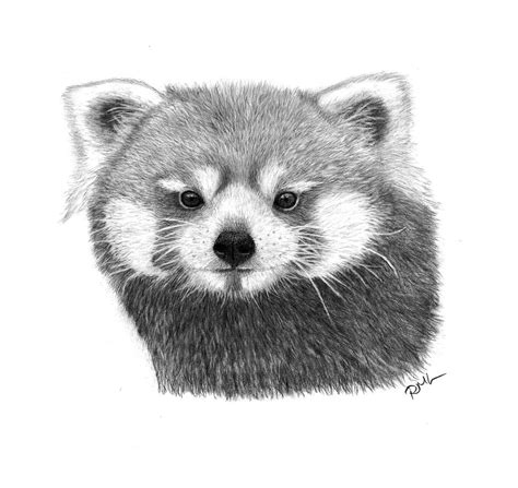 Red Panda Drawing by Rosanna Maria - Fine Art America