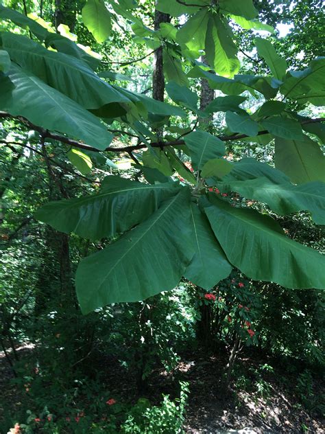 Bigleaf Magnolia, Magnolia macrophylla | Magnolia, Macrophylla, Picture ...