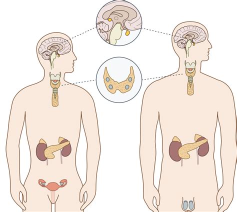 endocrine system labelling Diagram | Quizlet