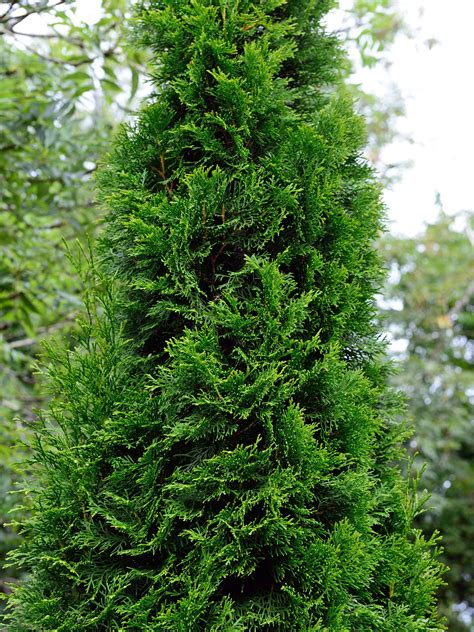 Thuja Tree Wallpapers (33+ images inside)