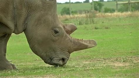 Rhino Embryos Created in Lab, Offering Hope for Nearly Extinct Species