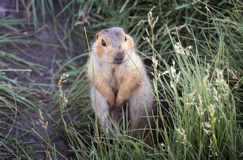 382 Funny Gopher Face Stock Photos - Free & Royalty-Free Stock Photos ...