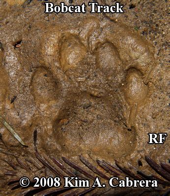 Animal Tracks - Bobcat Track Photos (Felis rufus or Lynx rufus) Page 5