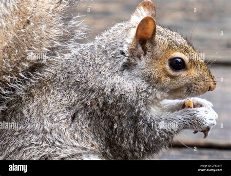 Squirrel up close eating peanuts Stock Photo - Alamy