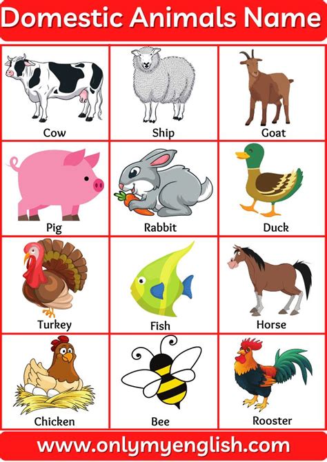 Domestic Animals Name or Farm Animals name in English with Pictures ...