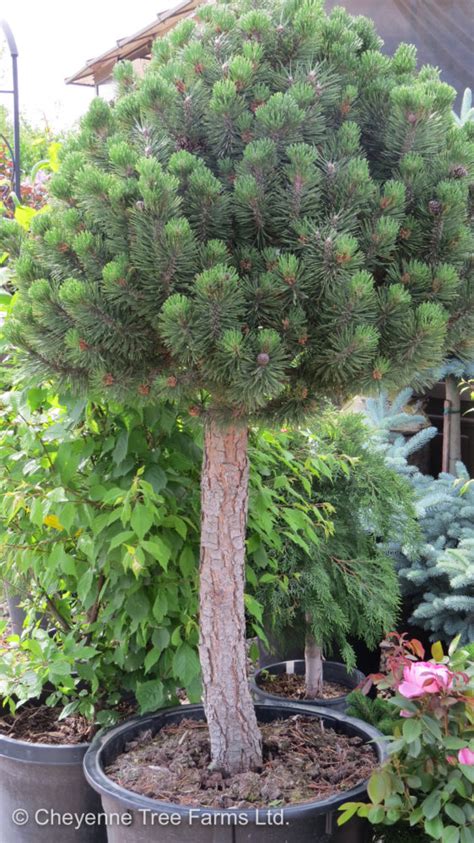 Pine Mugo – Dwarf – Cheyenne Tree Farm – Trees, Shrubs, Perennials ...