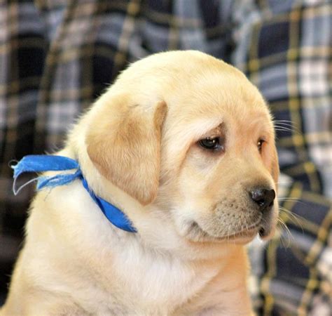 Golden Retriever Yellow Lab Puppies