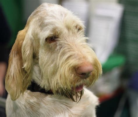 The Spinone Italiano: A Guide for Owners - PetHelpful