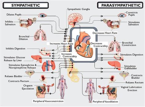 Dysautonomia International: Basics of the Autonomic Nervous System