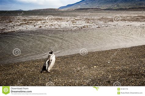 Penguins Tierra del Fuego stock photo. Image of beach - 91461176