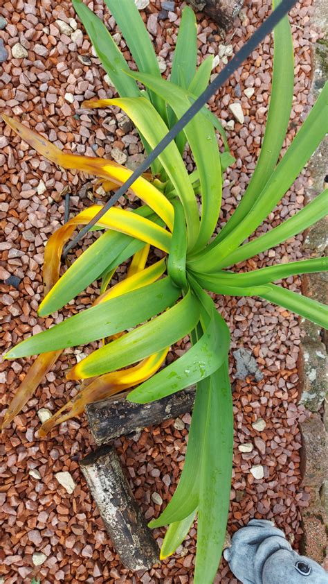 Agapanthus help needed — BBC Gardeners' World Magazine