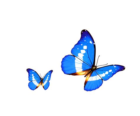 Butterfly Transparency and translucency Android Computer - Cartoon Butterfly png download - 551* ...