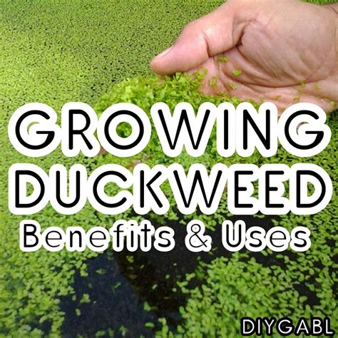 GROWING DUCKWEED: BENEFITS & USES - DIY Gardening & Better Living