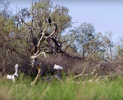 Birdsville Caravan Park - Camper Trailer Lifestyle