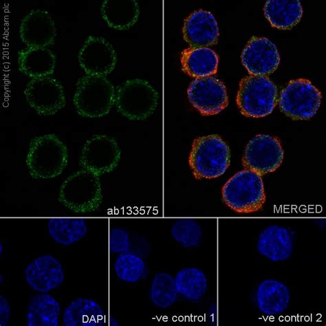 Biotin Anti-IL-10 antibody (ab84031) | Abcam