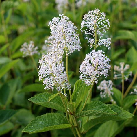 New Jersey tea (Ceanothus americanus) – Wild Seed Project Shop