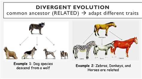 Divergent Evolution | Definition, Types & Examples | Divergent ...