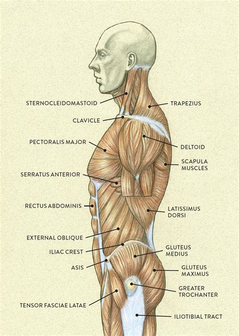 Muscles of the Neck and Torso - Classic Human Anatomy in Motion: The ...