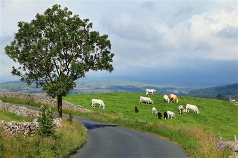 Cattle grazing in the landscape image - Free stock photo - Public Domain photo - CC0 Images