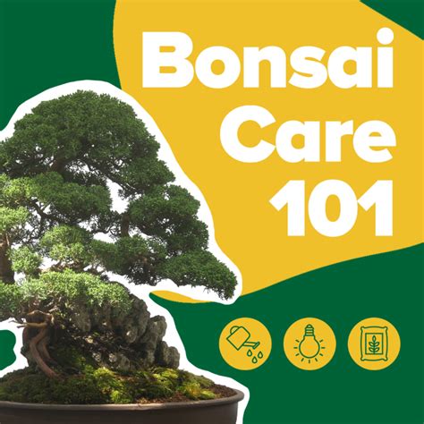 Bonsai Care 101 From Maria at Growing Joy | Espoma Organic