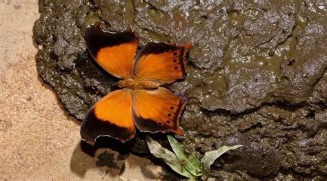 Why Do Butterflies Eat Poop – Animal Thrill