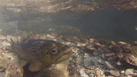 spawning brown trout underwater footage salmo Stock Footage Video (100% Royalty-free) 1008814853 ...