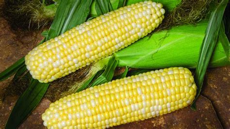 22 of the Latest Sweet Corn Varieties [slideshow] - Growing Produce