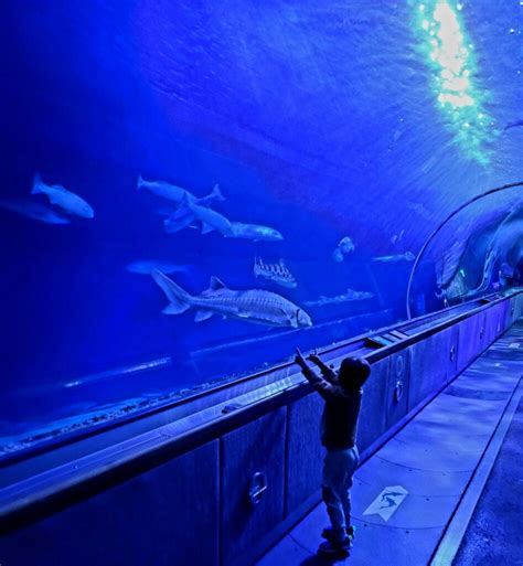 How to Have the Best Experience at Ripley's Aquarium - Epic Experiences