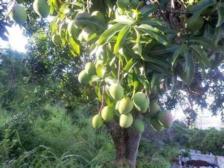 Jamaican Mangoes, So Many Types All Delicious