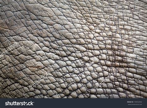 2.093 afbeeldingen voor Rhino skin texture: afbeeldingen, stockfoto‘s ...