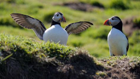 Puffin Patrol | Nature of Things