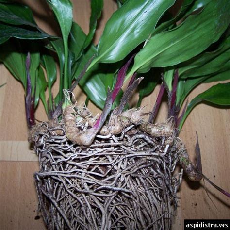 aspidistra (cast iron plant) propagation