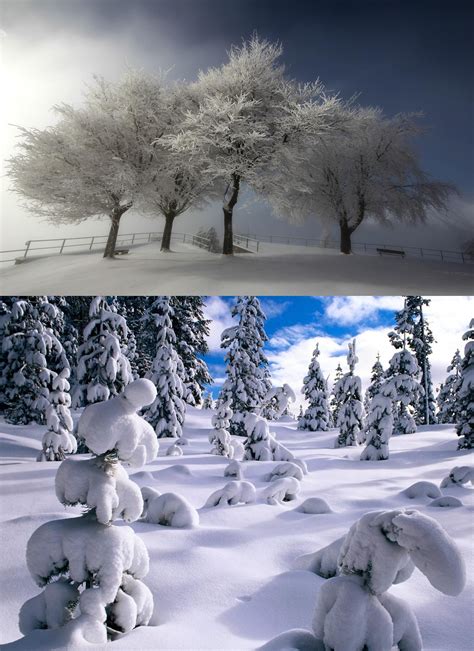 Snowy Mountain Pines, Winter with pine trees covered with snow... | Snow, Snowy mountains, Snowy