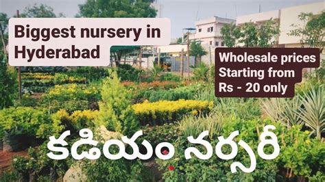 biggest nursery in Hyderabad | కడియం నర్సరీ | Wholesale prices from rs ...