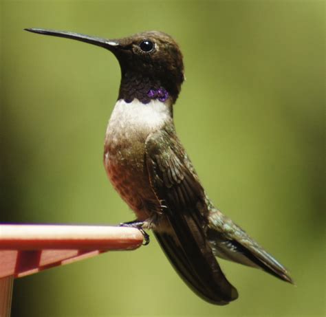 Butler's Birds: Black-Chinned Hummingbird