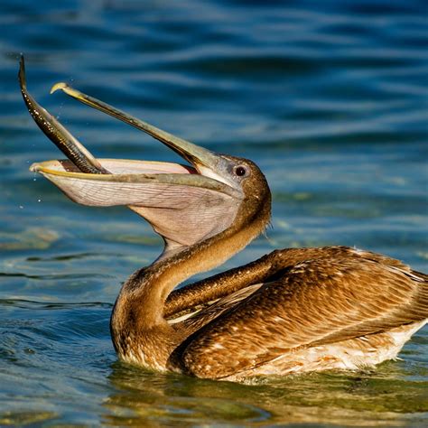 Brown Pelican (Pelecanus occidentalis) | about animals | Pelican, Bird, Sea birds