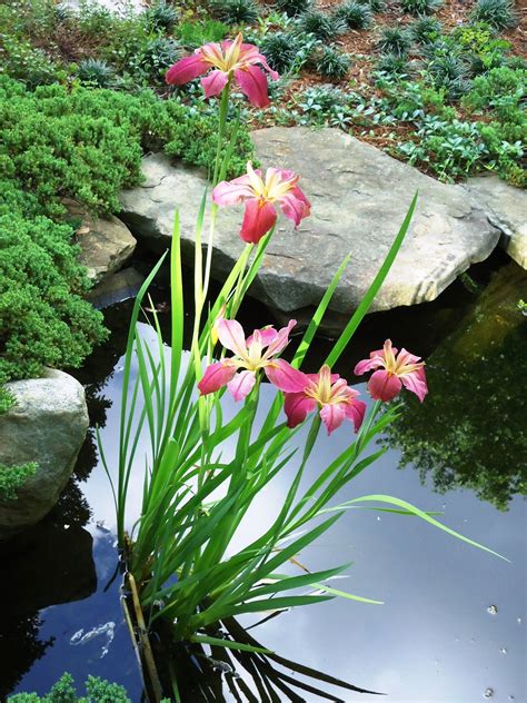 Pond iris. | Water garden plants, Pond plants, Pond landscaping