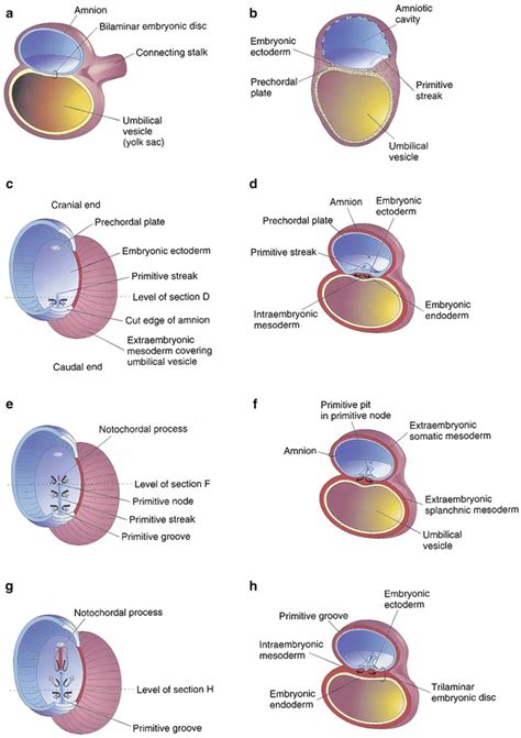 First-Trimester Embryology: An Overview | Radiology Key