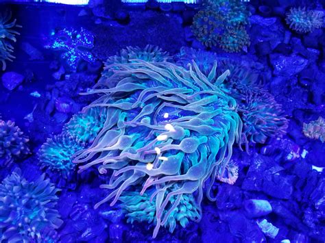 Ultra Rainbow Bubble Tip Anemone – Deep Blue Aquarium