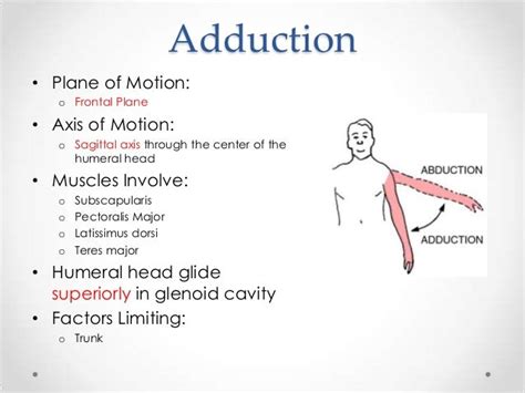 The shoulder joint