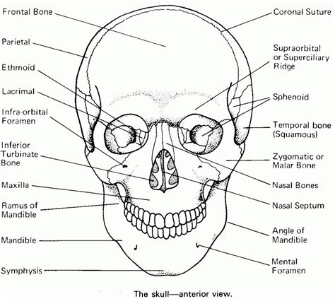 Printable Coloring Pages | Skull anatomy, Anatomy coloring book, Skull coloring pages