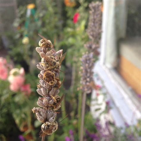 Some honey bees sleeping on the English lavender. : r/mildlyinteresting