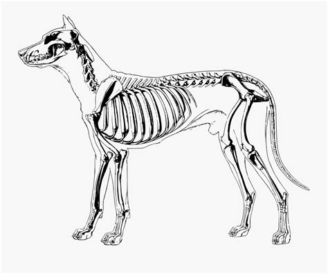 Big Image Png - Dog Skeleton Clip Art , Free Transparent Clipart ...