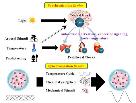 Figure 2 from New Insights Into the Circadian Rhythm and Its Related ...