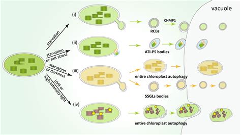 Chromoplast Diagram