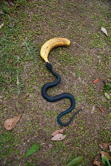 Costa Rican Banana Snake