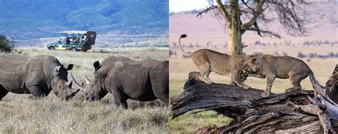 Best time to visit Lewa wildlife Conservancy | Kenya wildlife Safaris