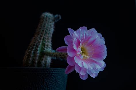 How Often Does A Cactus Flower Bloom? - CactusWay