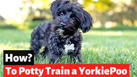 How to Potty Train a Yorkie Poo | Yorkie Poodle Cross Potty Training ...